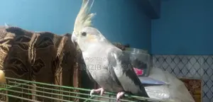 Cokatel Full Tem