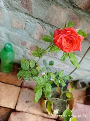 গোলাপ গাছ