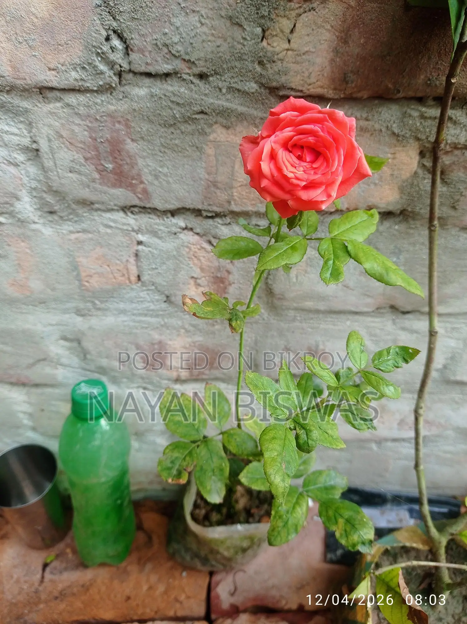 গোলাপ গাছ