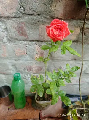 গোলাপ গাছ