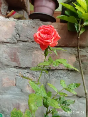 গোলাপ গাছ