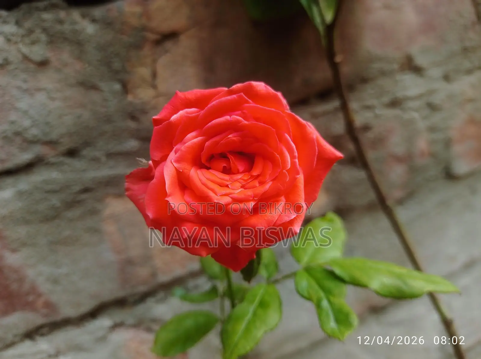 গোলাপ গাছ