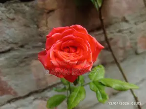 গোলাপ গাছ