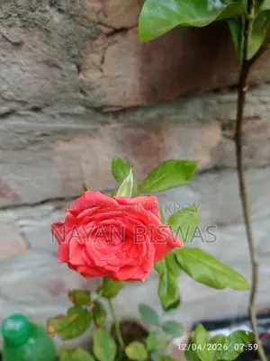 গোলাপ গাছ