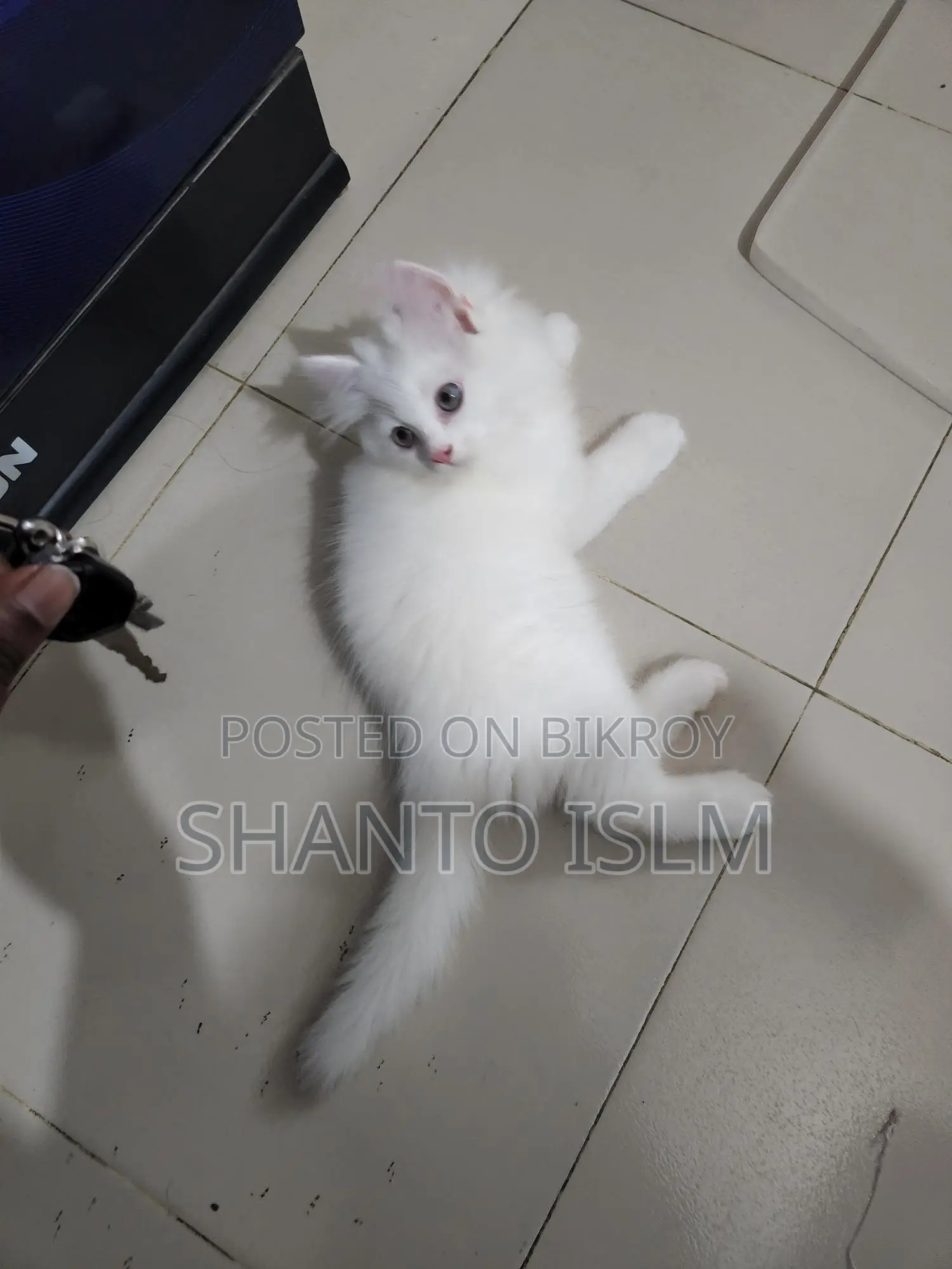 Persian Cat Male