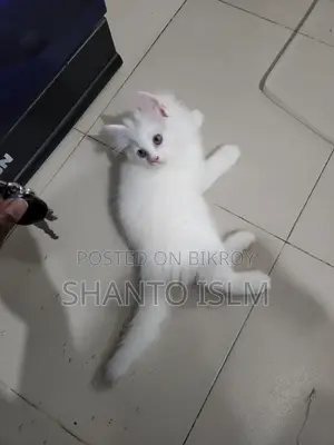 Persian Cat Male