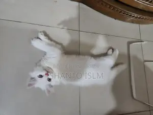 Persian Cat Male