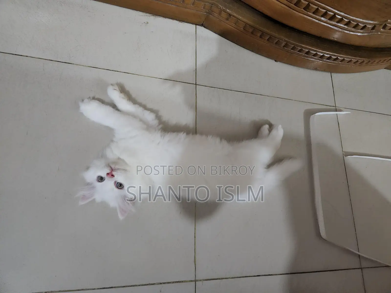 Persian Cat Male