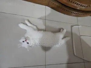 Persian Cat Male