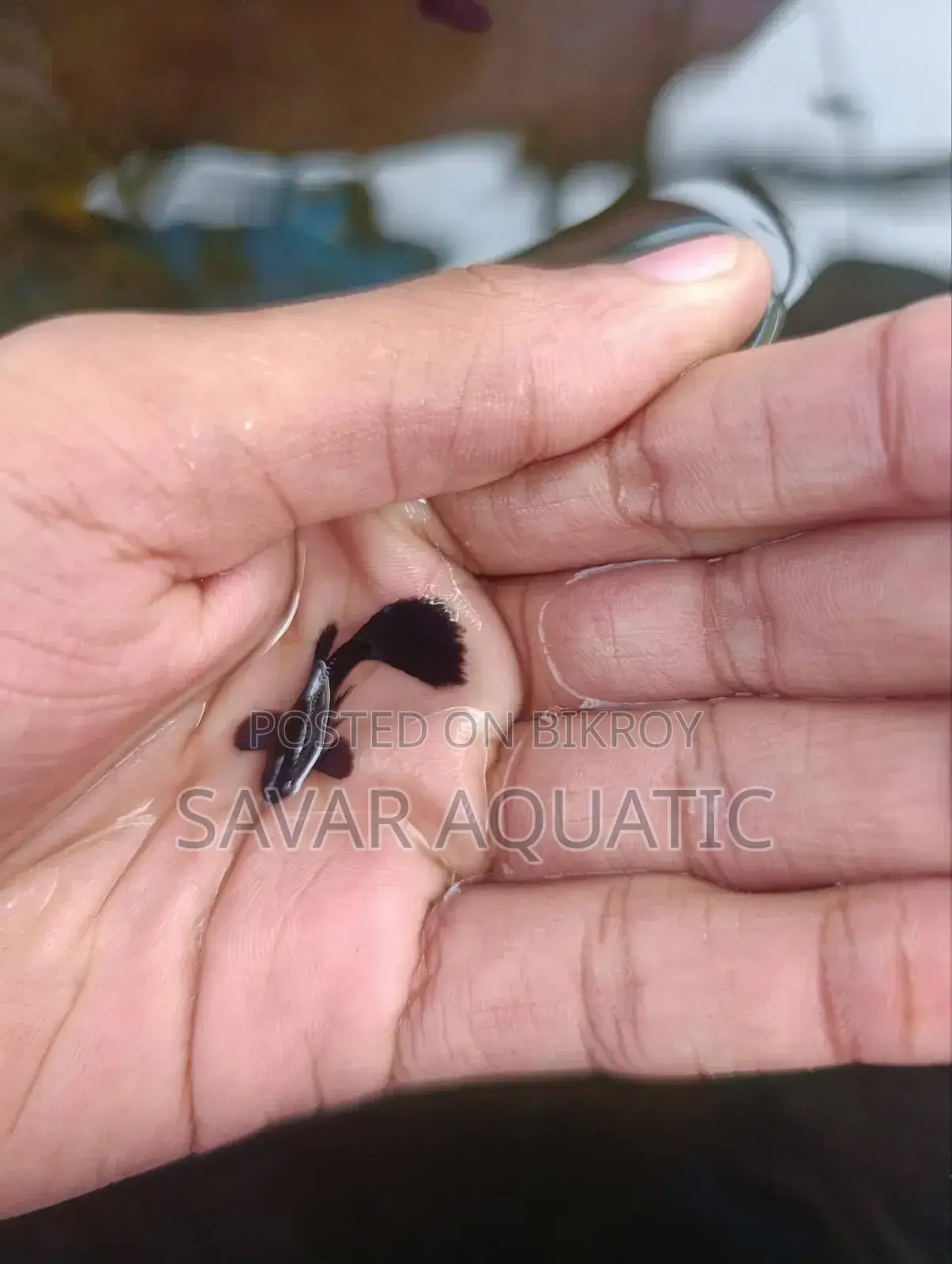 Black Moscow Guppy