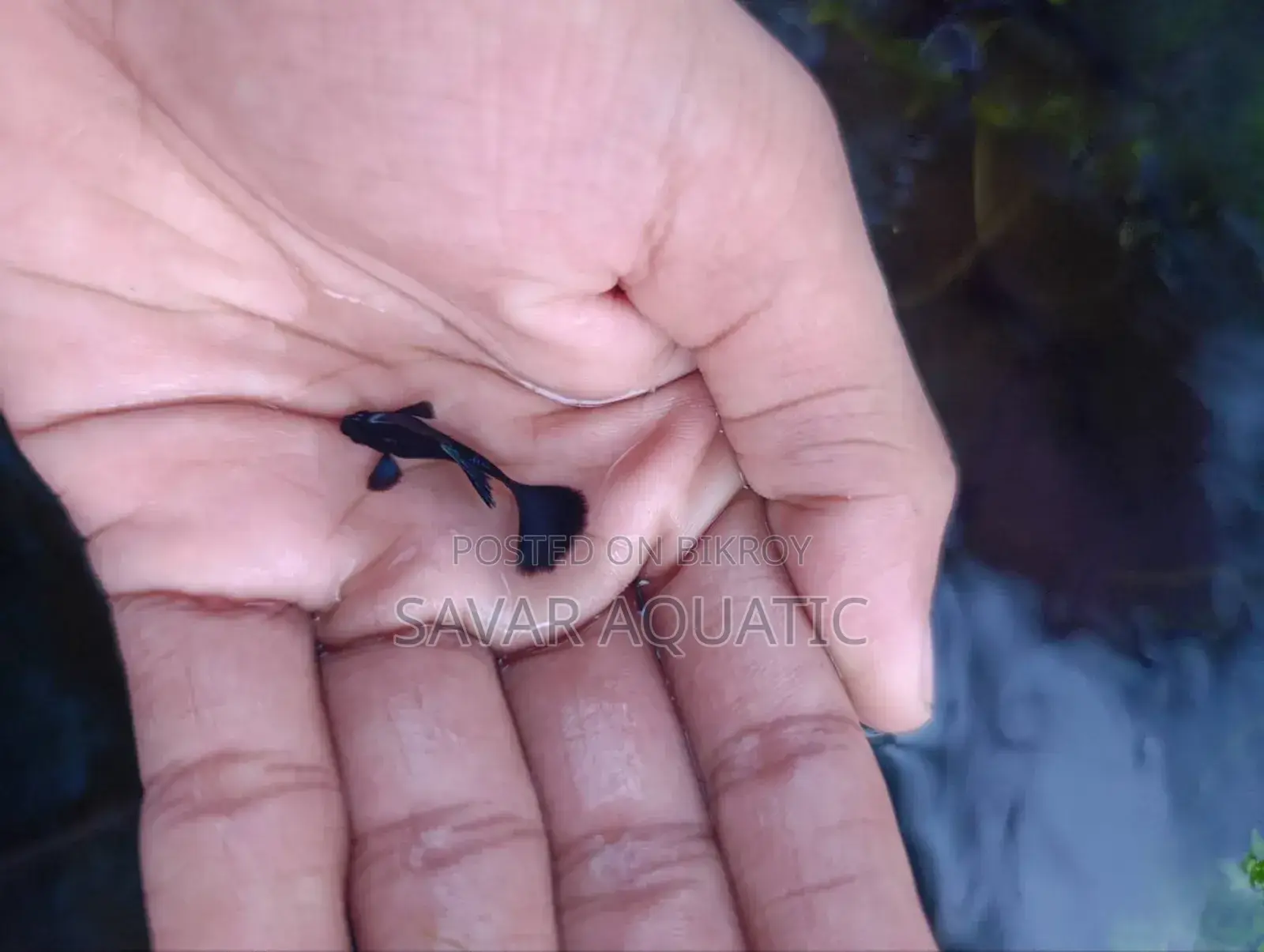 Black Moscow Guppy