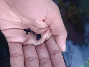 Black Moscow Guppy