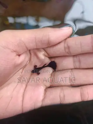 Black Moscow Guppy