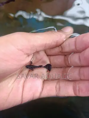Black Moscow Guppy