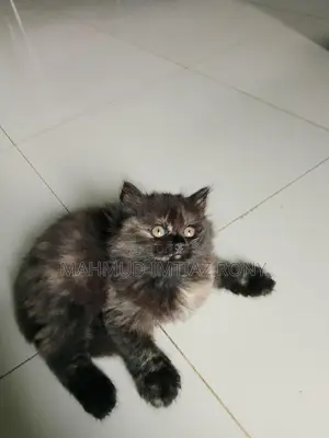 ট্র্যাডিশনাল পার্সিয়ান ফিমেল