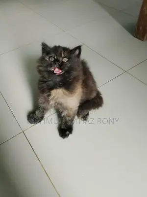 ট্র্যাডিশনাল পার্সিয়ান ফিমেল