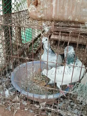Healthy and Strong Racing Pigeons