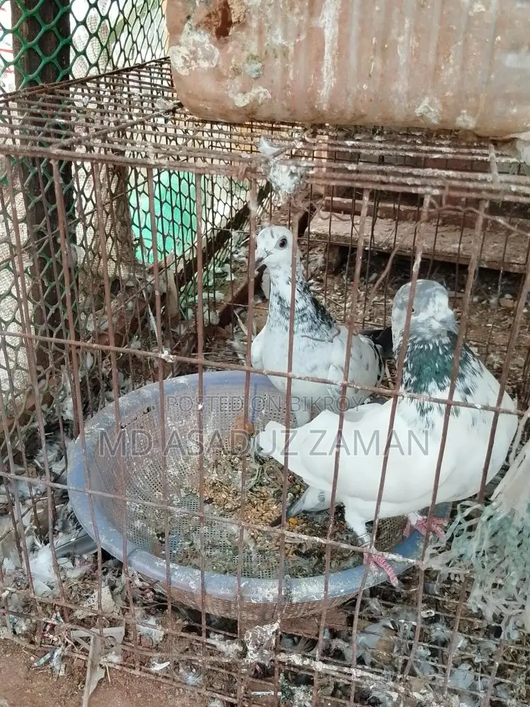 Healthy and Strong Racing Pigeons