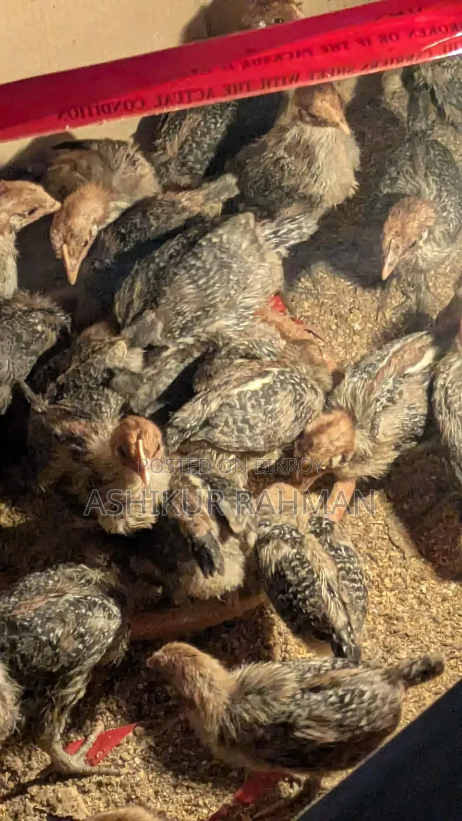 Mainamati Fayoumi Chicken Farm
