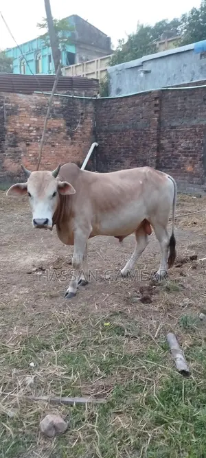 Beautiful Local Cow for Sale for Qurbani