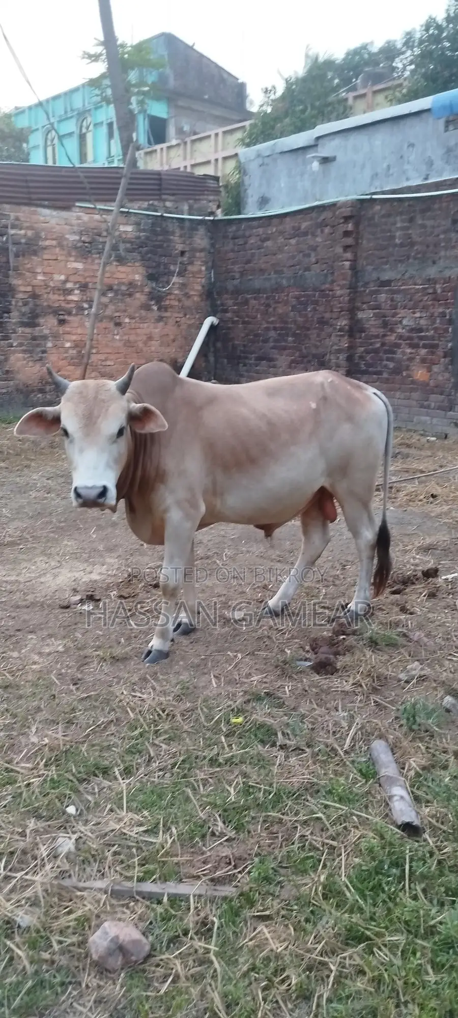 Beautiful Local Cow for Sale for Qurbani