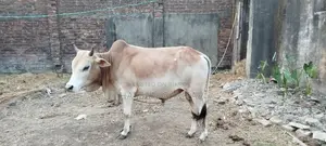 Beautiful Local Cow for Sale for Qurbani