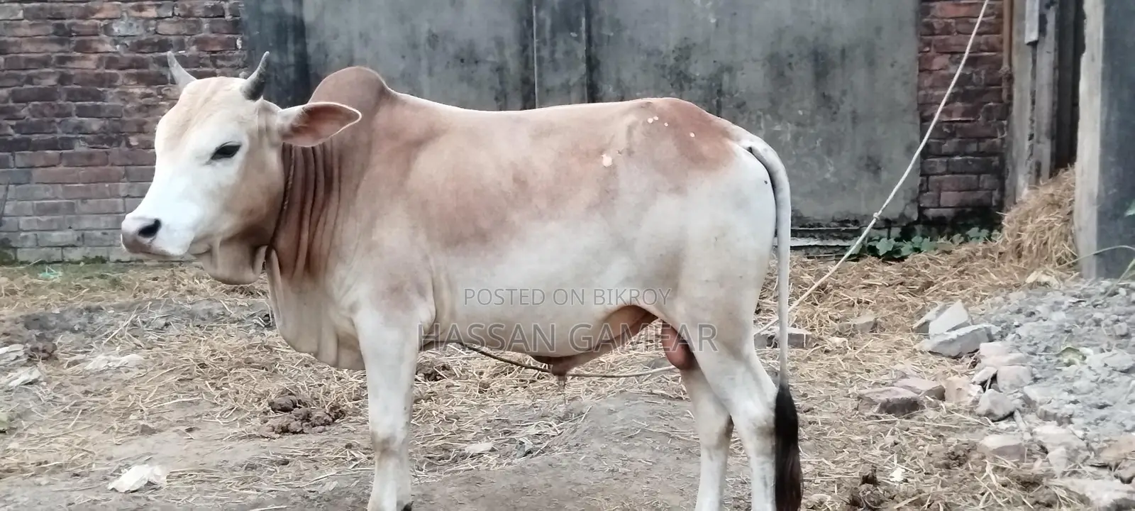 Beautiful Local Cow for Sale for Qurbani