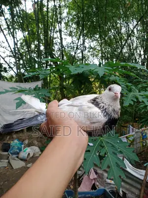 High-Fly Giribaz Single Male Pigeon for Sale