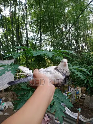 High-Fly Giribaz Single Male Pigeon for Sale