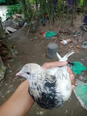 High-Fly Giribaz Single Male Pigeon for Sale