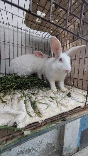 Two female rabbits for sale