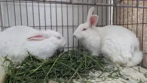 Two female rabbits for sale