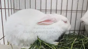 Two female rabbits for sale