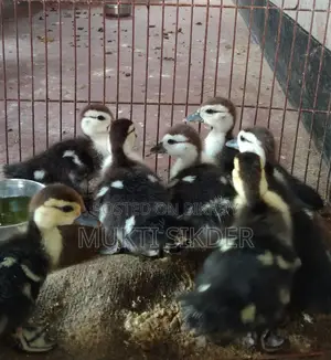 চীনা হাসের বাচ্চা বিক্রি ৭ দিন বয়স – সুস্থ ও প্রাকৃতিকভাবে ফুটানো