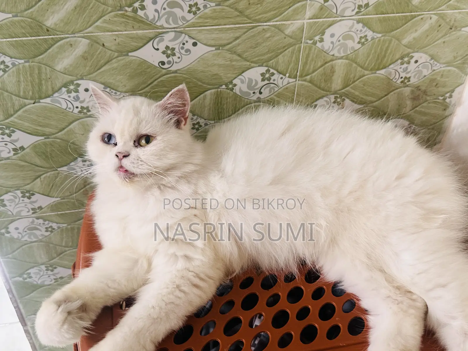 1+ Year Female Purebred Persian Cat