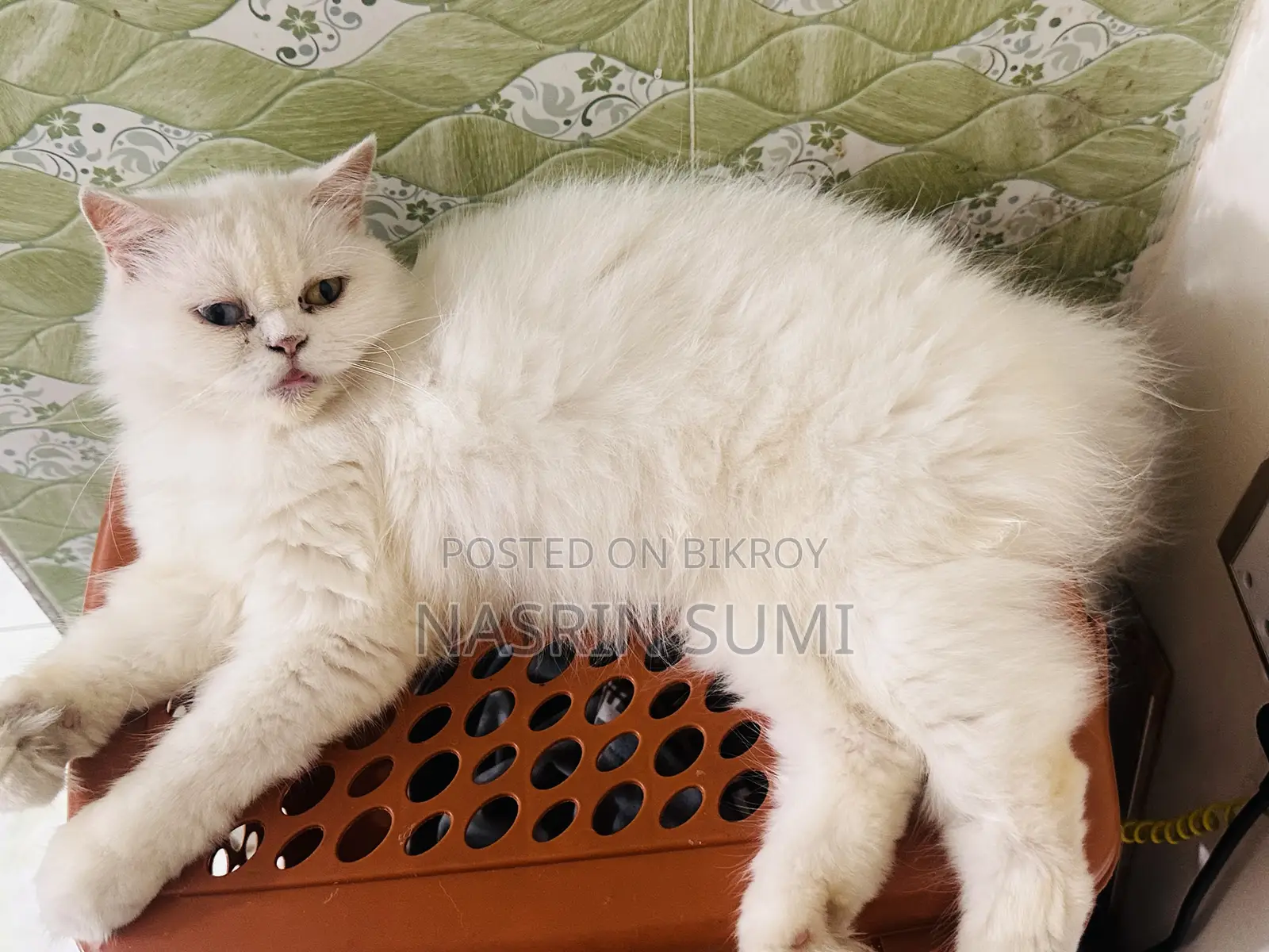 1+ Year Female Purebred Persian Cat