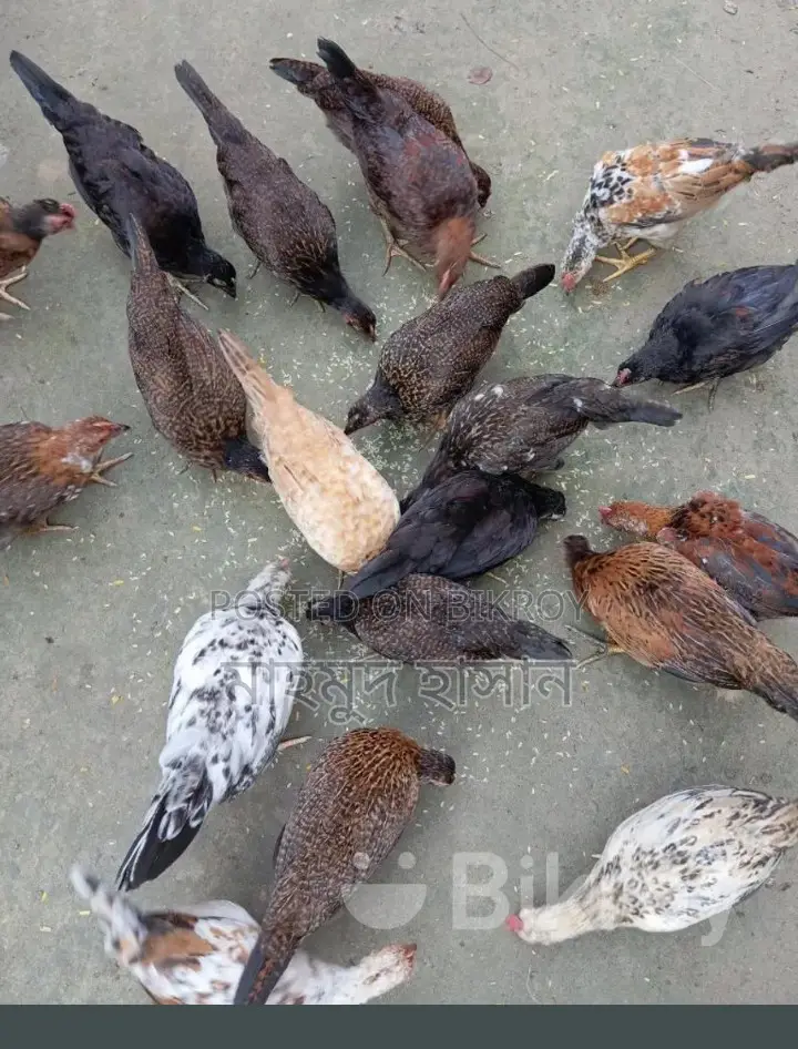 দেশি মুরগী বাচ্চা বিক্রি করা হবে 🐓🐓