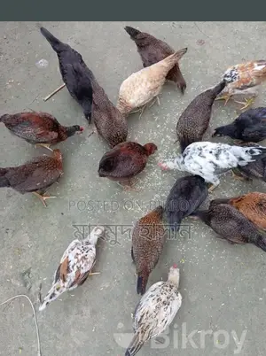 দেশি মুরগী বাচ্চা বিক্রি করা হবে 🐓🐓