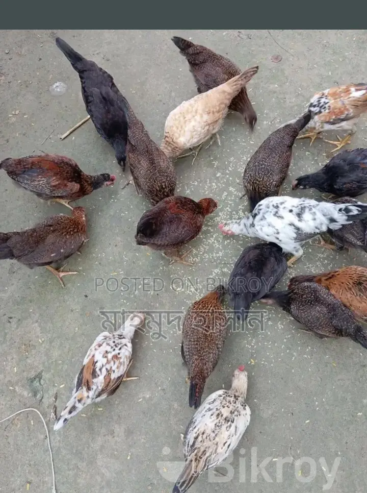 দেশি মুরগী বাচ্চা বিক্রি করা হবে 🐓🐓