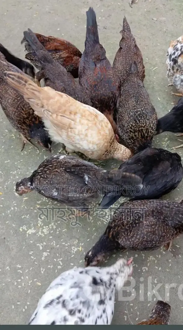 দেশি মুরগী বাচ্চা বিক্রি করা হবে 🐓🐓