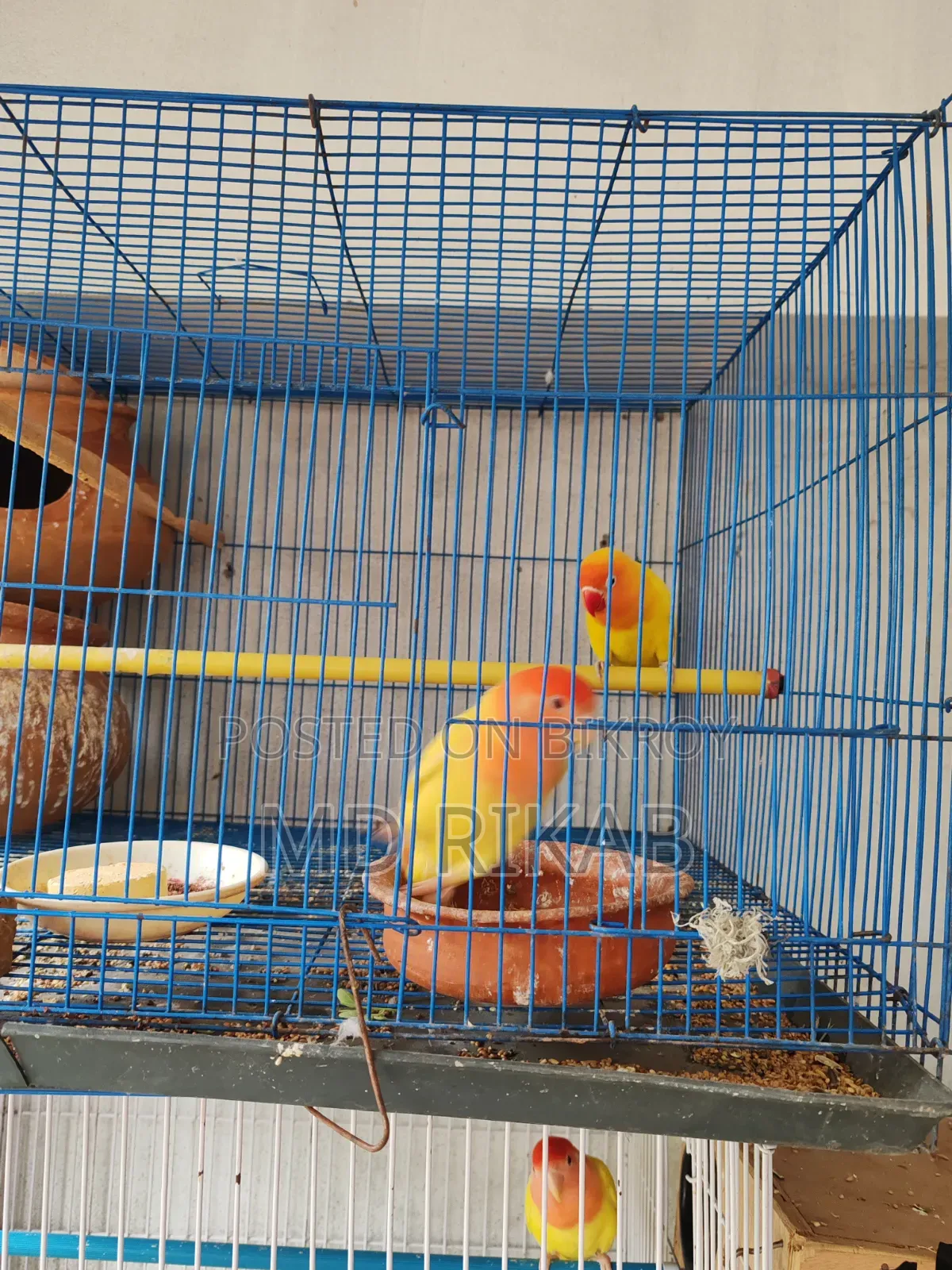 Lovebird Running Pair