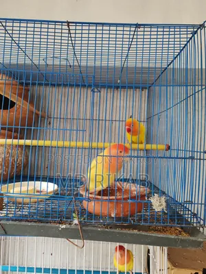 Lovebird Running Pair
