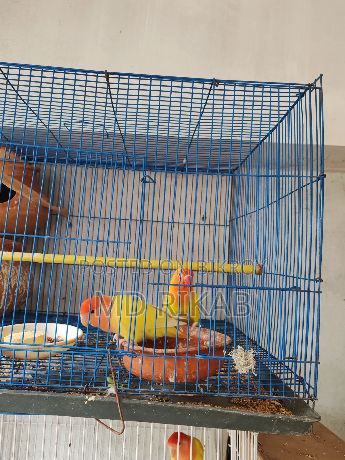 Lovebird Running Pair