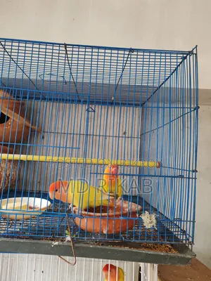 Lovebird Running Pair