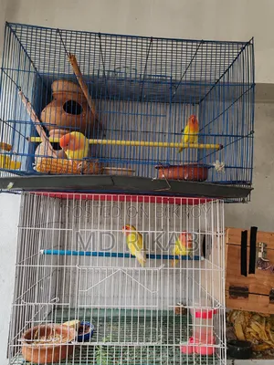 Lovebird Running Pair