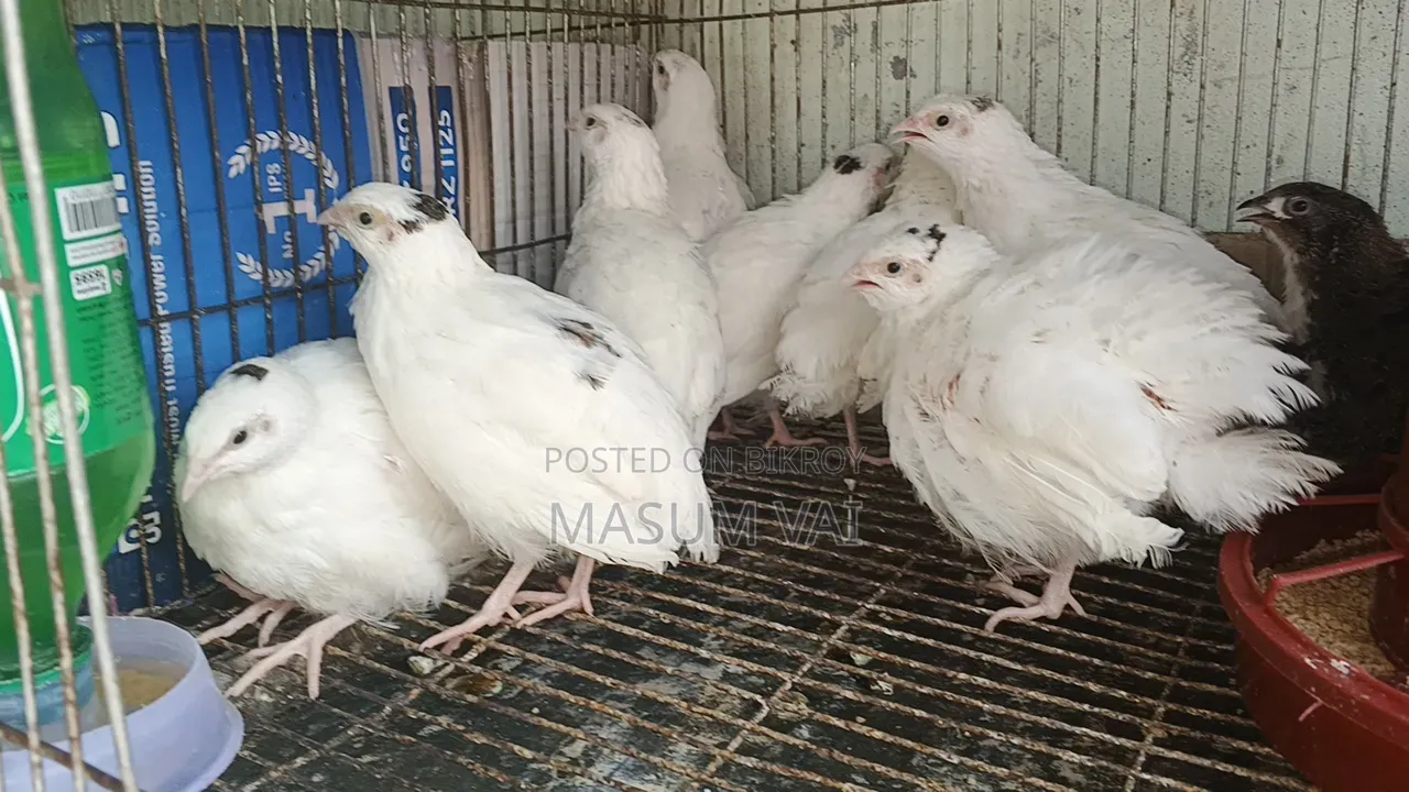 European White Giant Coturnix Quail