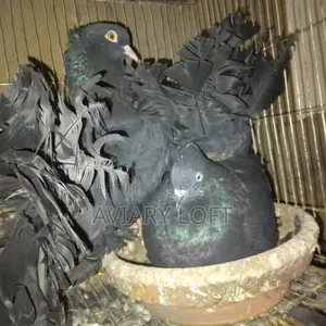 ব্ল্যাক ফ্যানটেইল লক্ষা