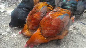 Brahma Morog and murgi sell