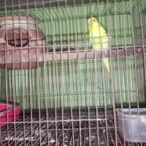 1 Pair of Budgie Birds for Sale