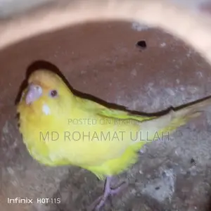 1 Pair of Budgie Birds for Sale